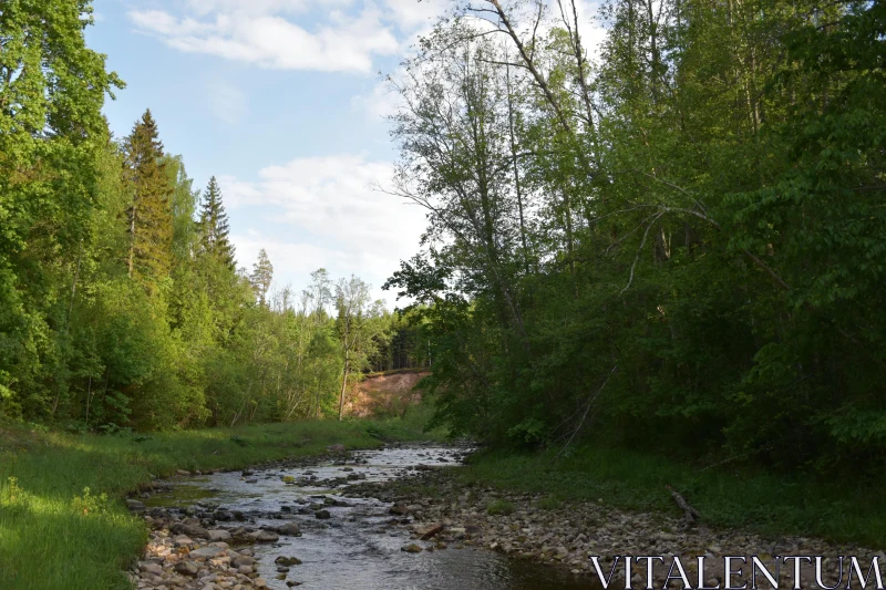 Serene Stream in Lush Forest Free Stock Photo