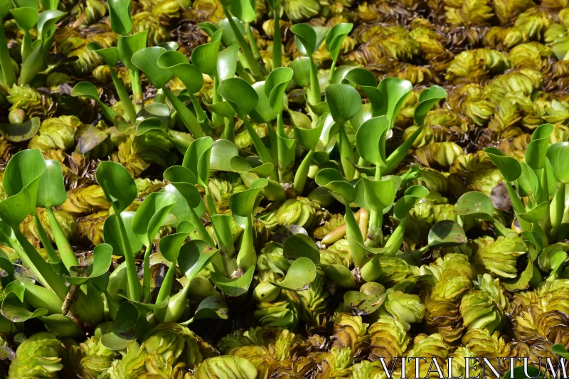 Vibrant Aquatic Plant Life Free Stock Photo