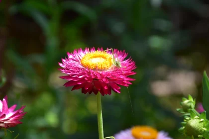 Nature's Palette: Pink Strawflower with Insect Free Stock Photo