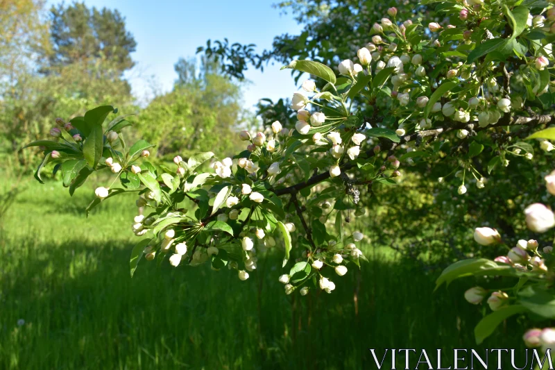 Sunlit Blossoms in Spring Garden Free Stock Photo