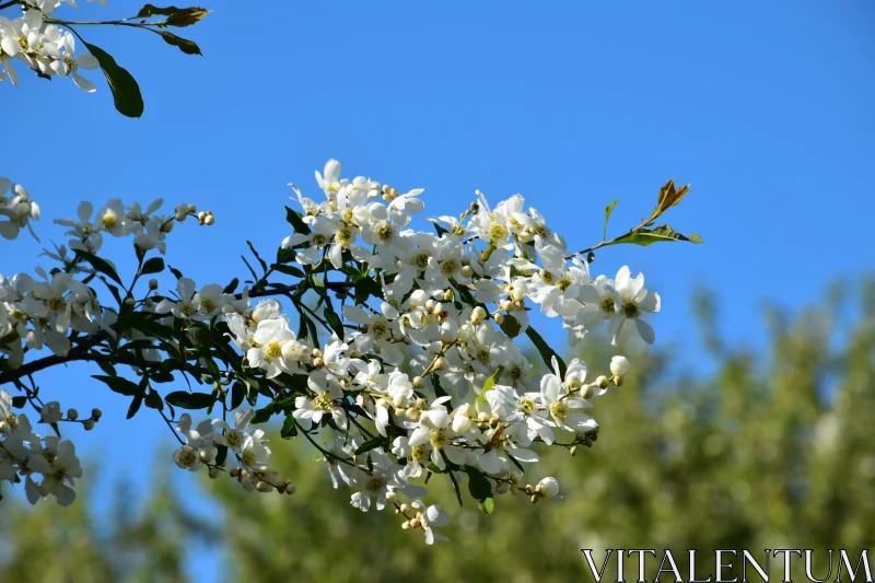 White Petals in Springtime Free Stock Photo