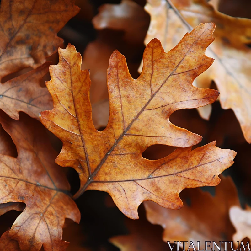 Detailed Autumn Oak Leaf with Warm Colors AI Image