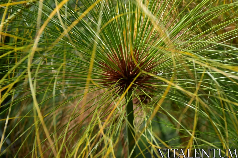 Intricate Papyrus Foliage Pattern Free Stock Photo