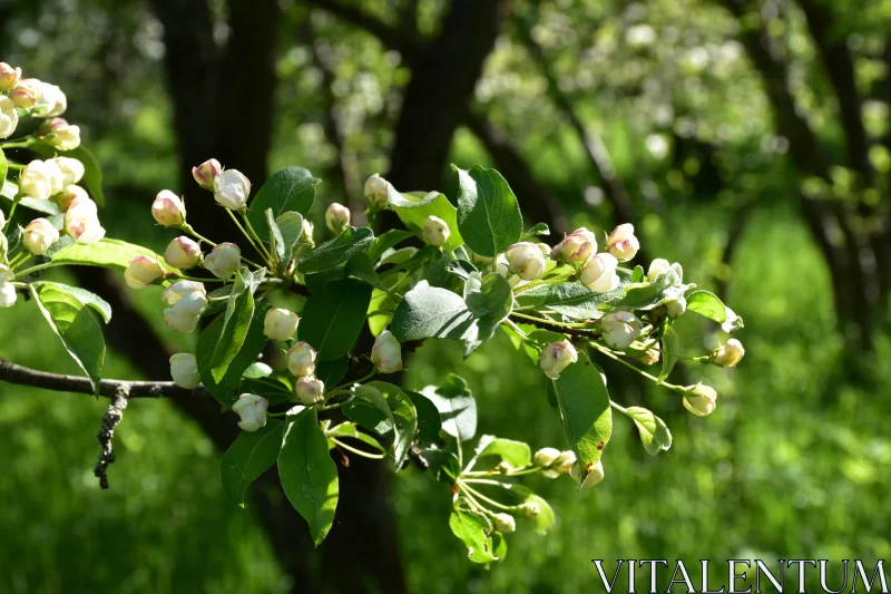 PHOTO Tranquil Spring Blossoms