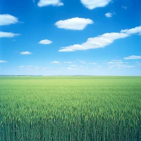 Vast Green Field and Cloudy Sky