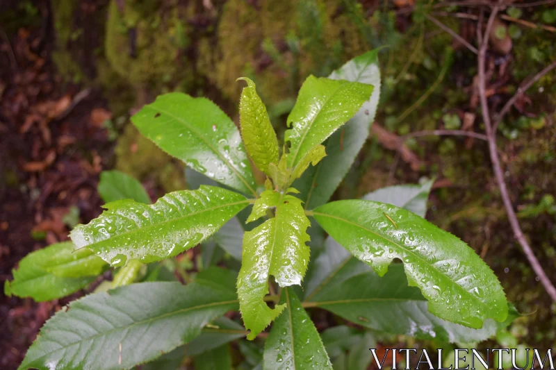 PHOTO Close-up of Dew-Kissed Leaves