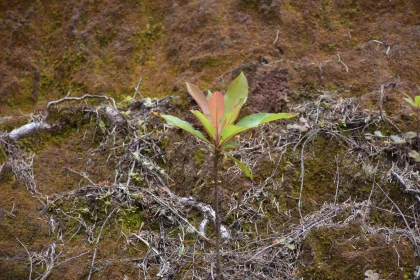 Resilient Sapling on Mossy Ground