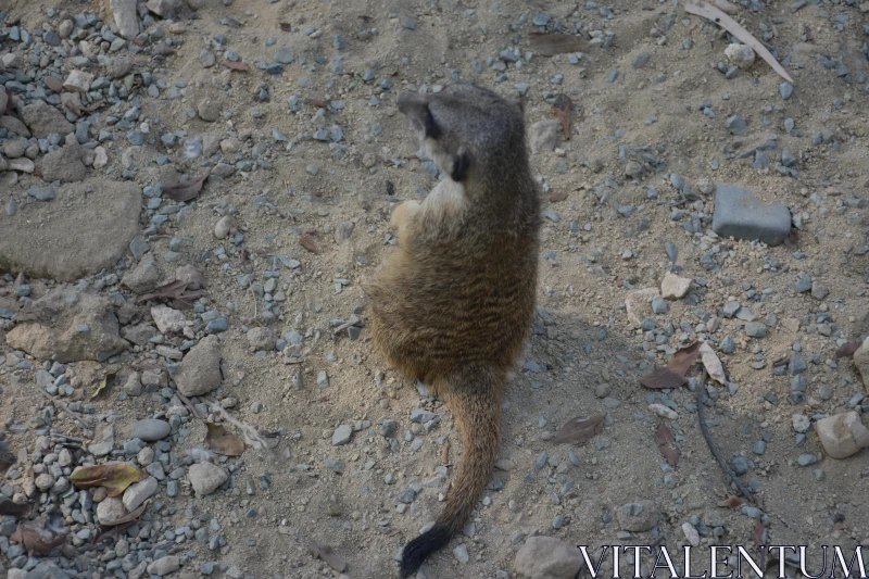 PHOTO Meerkat on Pebbled Sand