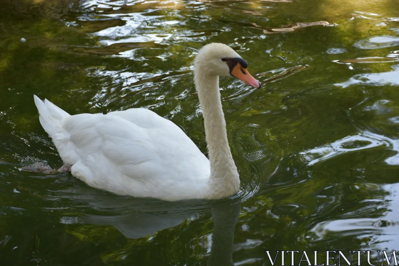 PHOTO Majestic Swan in Tranquil Waters