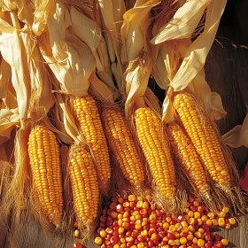 Rustic Corn Harvest