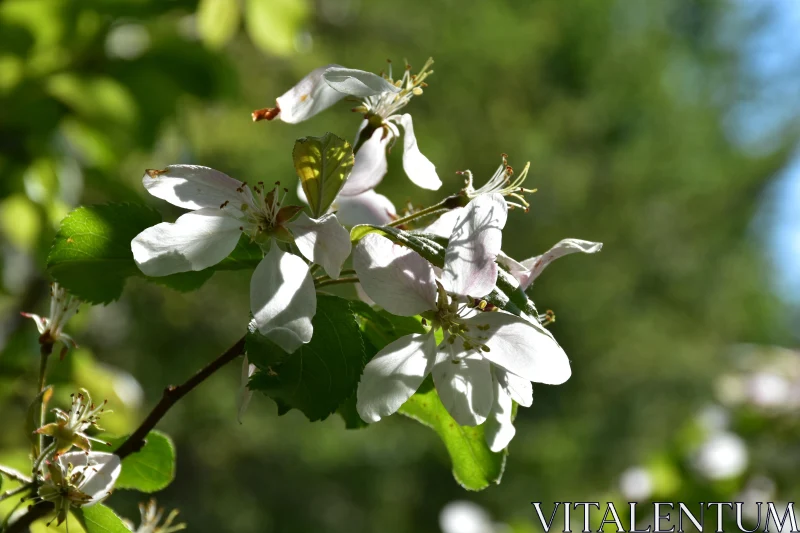 Sunlit White Blossoms Free Stock Photo