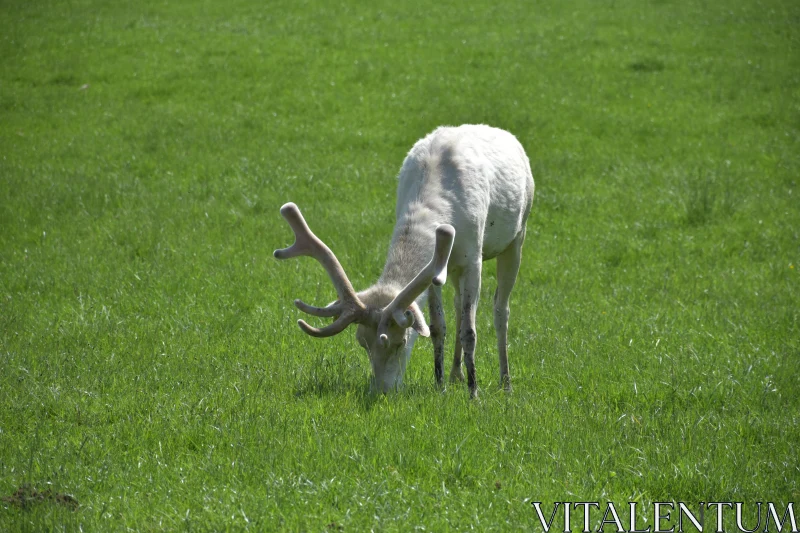 Tranquil White Deer in a Meadow Free Stock Photo