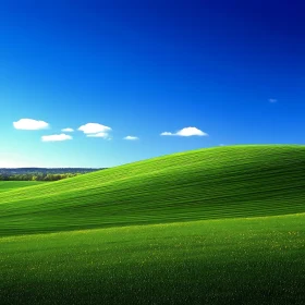 Lush Field and Blue Sky Landscape