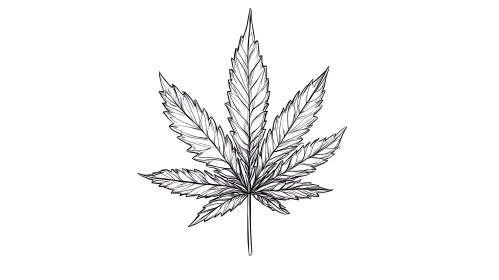 Detailed Leaf Drawing