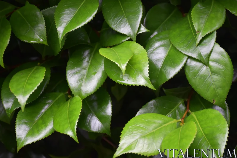 PHOTO Vibrant Green Foliage Close-Up