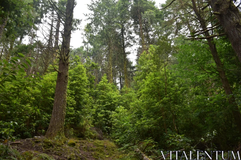 Serene Woodland View Free Stock Photo