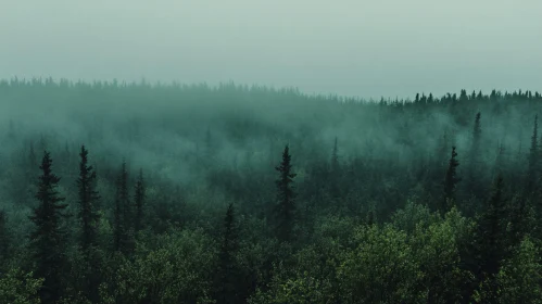 Foggy Green Forest Scene