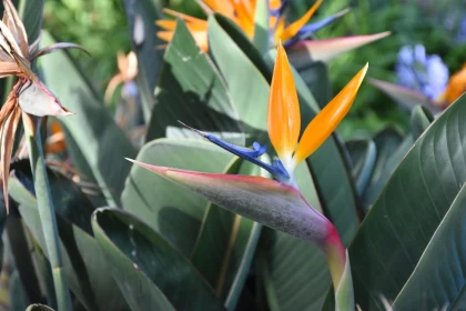 Tropical Bloom: Bird of Paradise