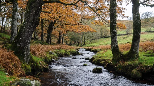 Serene Autumn Forest with Flowing Stream