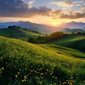 Tranquil Sunset Field of Flowers