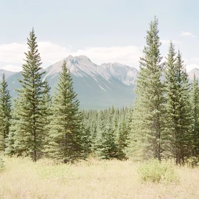 Pine Forest with Mountain Background