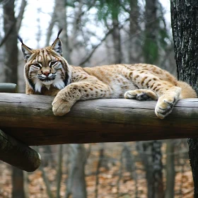 Wildcat Lounging in Nature