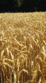 Ripe Wheat Field in Golden Glow