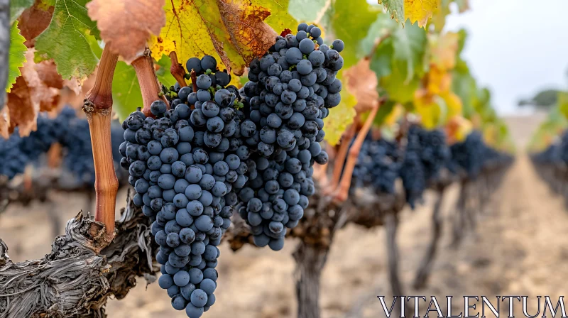 Harvest Time: Dark Grapes on the Vine AI Image