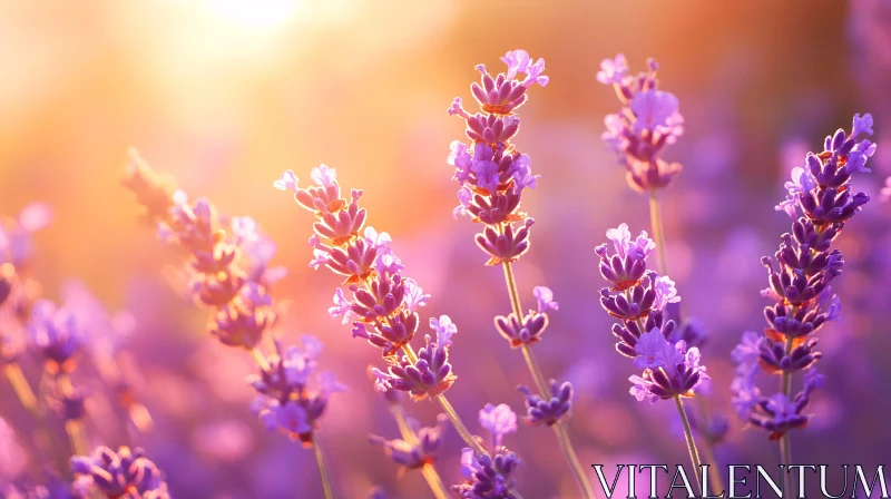 Lavender Blossoms Illuminated by Warm Sunlight AI Image