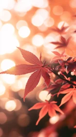 Autumn Red Maple Leaves in Sunlight