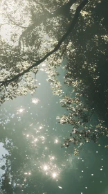 Tranquil Play of Light and Shadows on Water