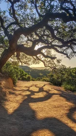 Golden Sunlight Through Tree Branches on a Forest Trail