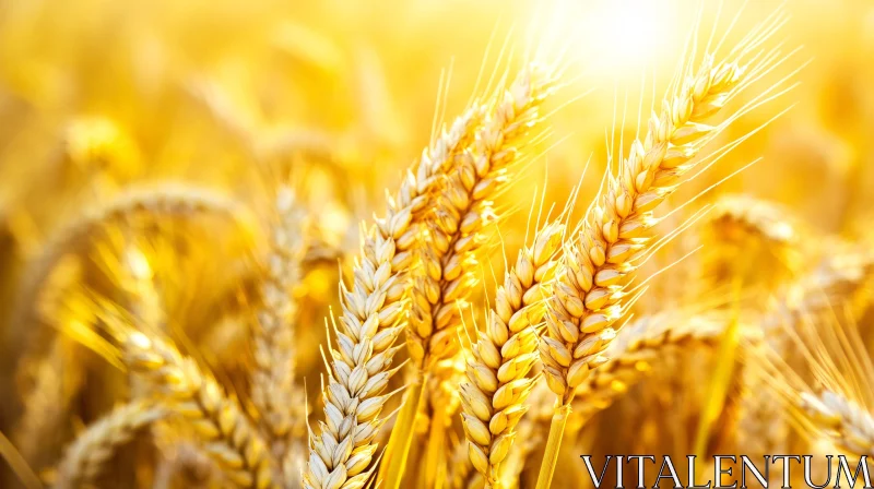 Close-Up of Wheat in Sunlit Field AI Image