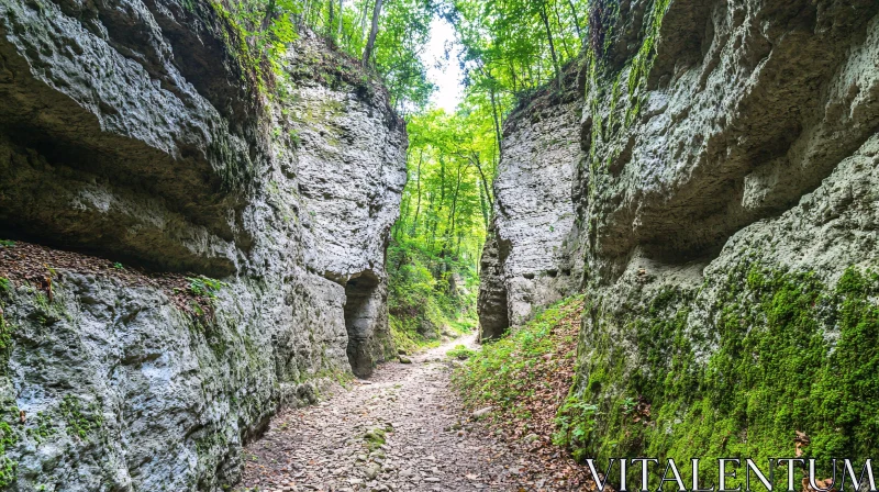 AI ART Mossy Rocky Trail in Dense Forest