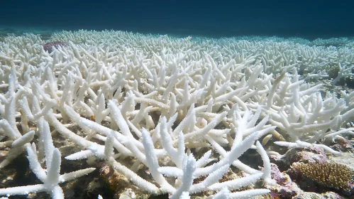 Underwater Coral Bleaching Crisis