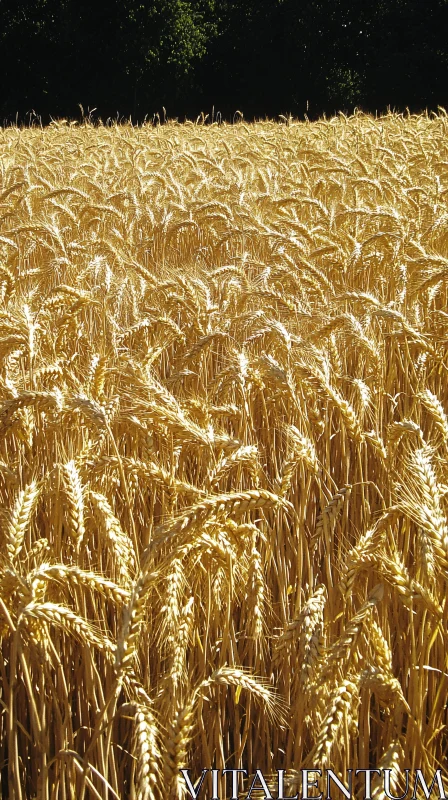 Ripe Wheat Field in Golden Glow AI Image