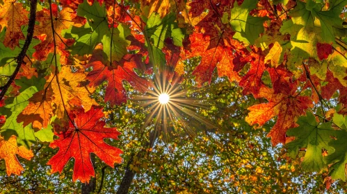 Autumn Foliage and Sunburst