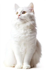 Majestic White Cat Portrait