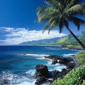 Coastal Paradise: Palm Trees and Turquoise Sea