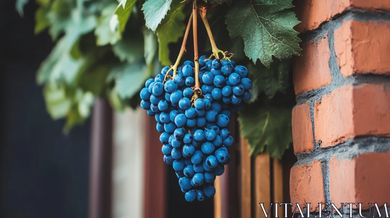 Hanging Blue Grapes Still Life AI Image