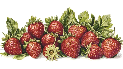 Fresh Strawberries with Leaves Artwork