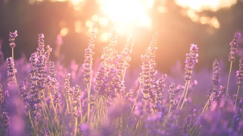 Lavender Blossoms in Sunlight