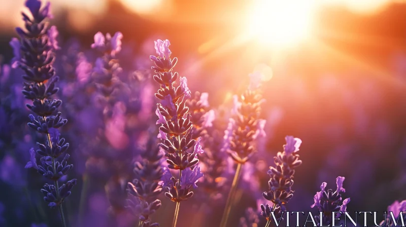 AI ART Lavender Flowers in Evening Sunlight