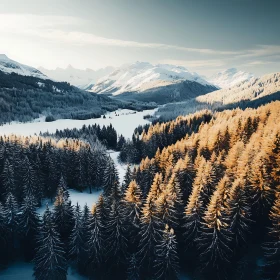 Snowy Pine Forest in Mountain Valley