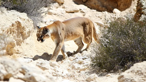 Cougar on the Prowl