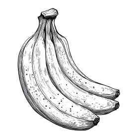 Three Bananas Sketch
