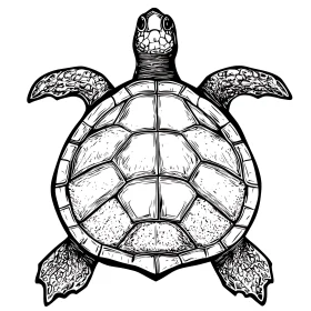 Sea Turtle Line Art Illustration