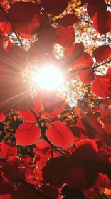 Autumnal Red Leaves with Sunlight