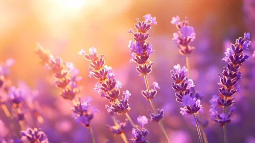 Lavender Blossoms Illuminated by Warm Sunlight