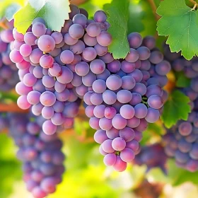 Fresh Purple Grapes Still on the Vine